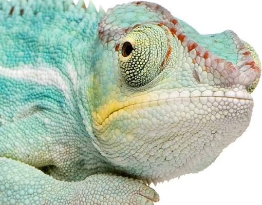 Buzones originales Blue Chameleon