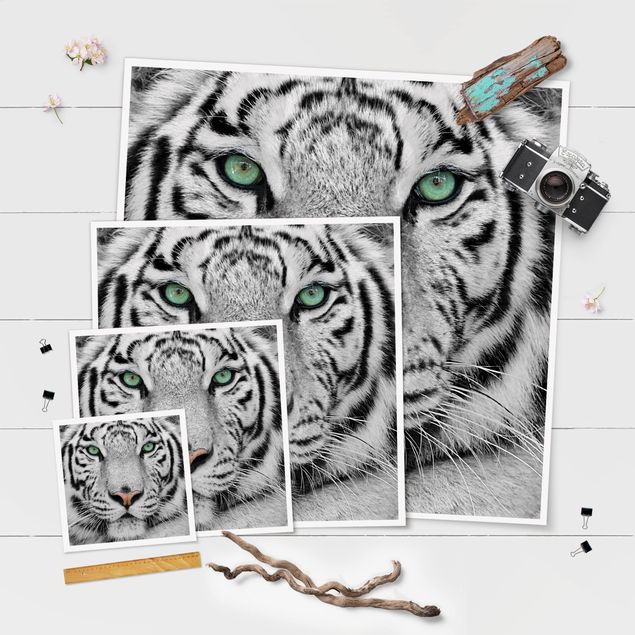 Cuadros decorativos White Tiger
