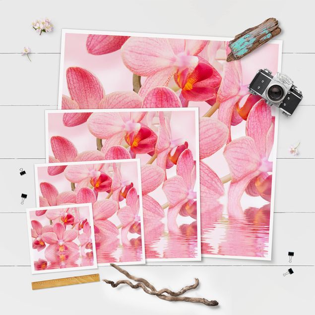 Láminas decorativas para pared Light Pink Orchid On Water