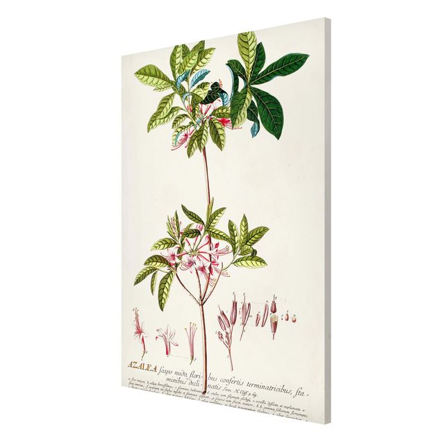 Cuadros de plantas Vintage Botanical Illustration Azalea