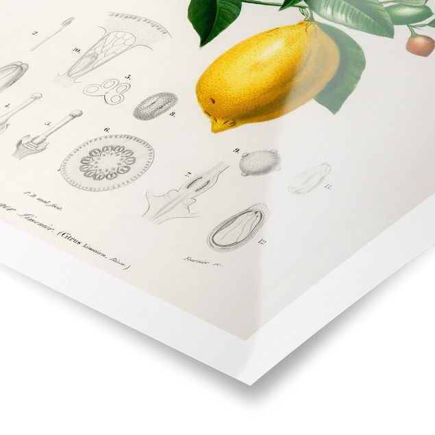 Cuadros Botany Vintage Illustration Of Lemon