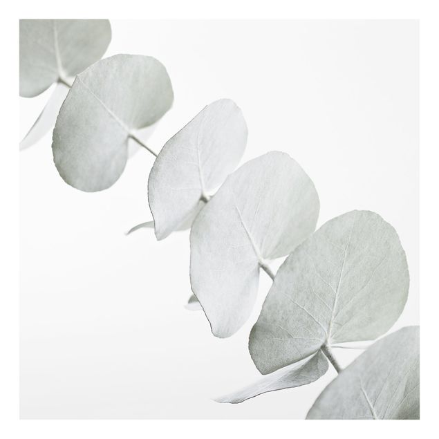 panel-antisalpicaduras-cocina Eucalyptus Branch In White Light