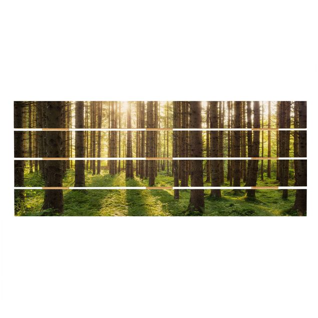 Cuadros modernos Sun Rays In Green Forest