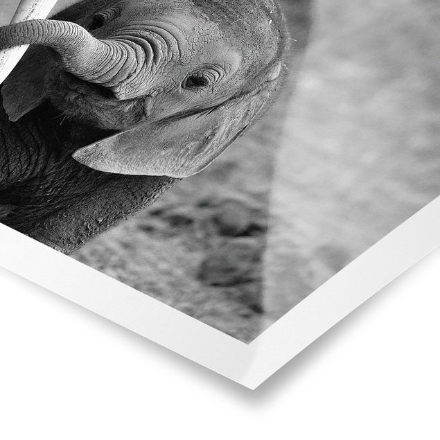 Cuadros a blanco y negro Baby Elephant