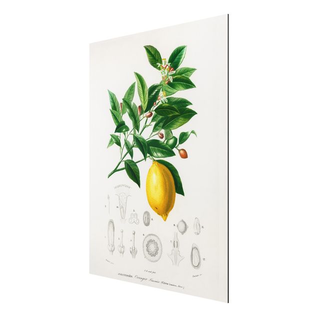 Cuadros de plantas Botany Vintage Illustration Of Lemon