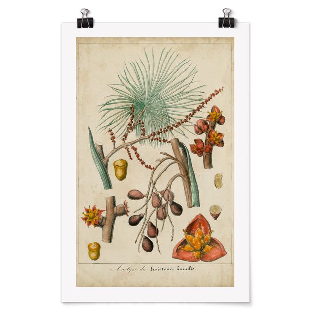 Cuadros de flores modernos Vintage Board Exotic Palms III