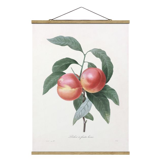Cuadros flores Botany Vintage Illustration Peach