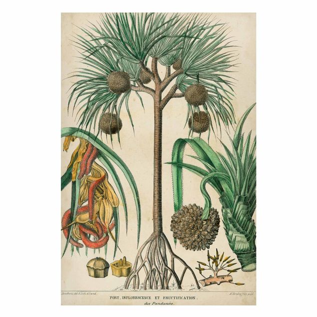 Cuadros de paisajes naturales  Vintage Board Exotic Palms I
