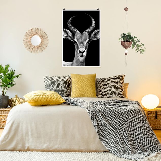 Póster animales Impala antelope black and white