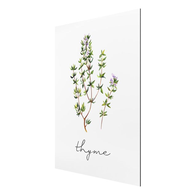 Cuadros plantas Herbs Illustration Thyme