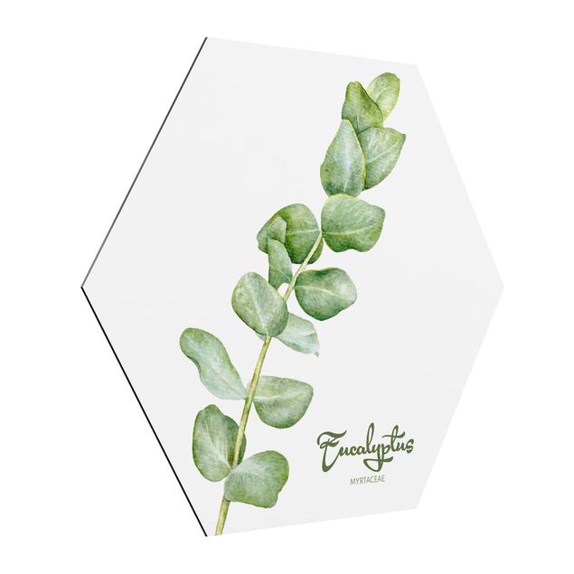 Cuadros con frases Watercolour Botany Eucalyptus