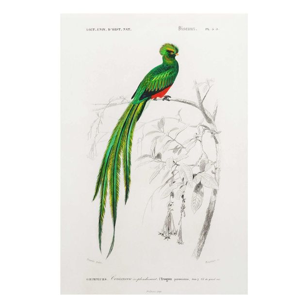 Cuadros verdes Vintage Board Tropical Bird I