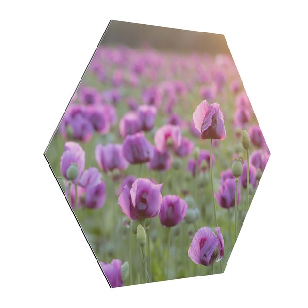 Cuadros de flores Purple Poppy Flower Meadow In Spring