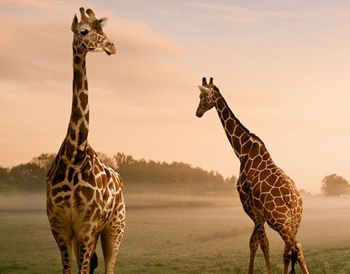 vinilo para azulejos Surreal Giraffes