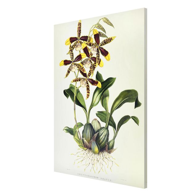 Láminas cuadros famosos Maxim Gauci - Orchid II