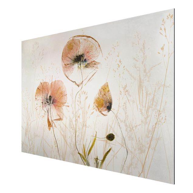 Cuadros plantas Dried Poppy Flowers With Delicate Grasses