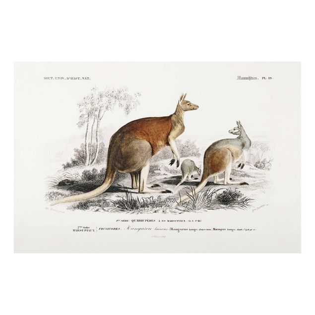 Cuadros de cristal animales Vintage Board Kangaroo