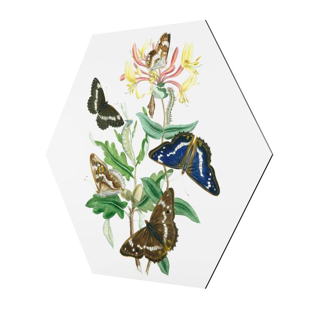 Cuadros British Butterflies IV