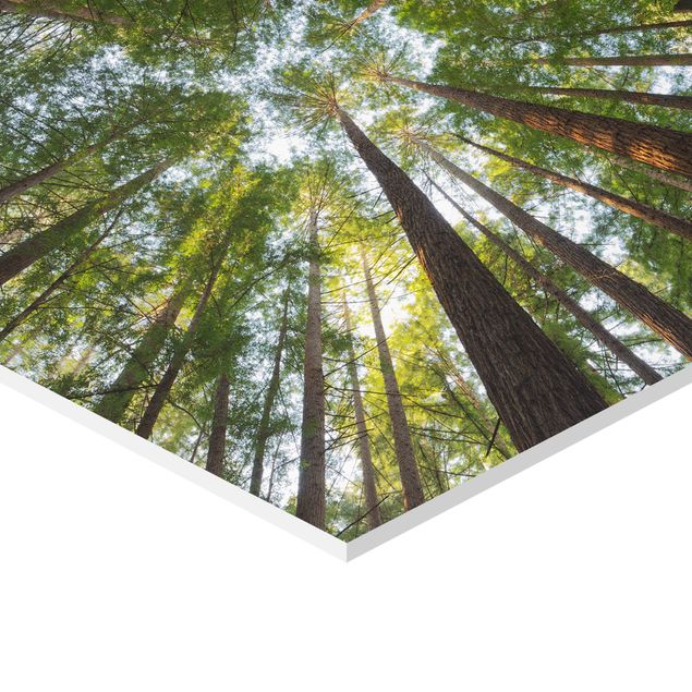 Cuadros Mirau Sequoia Tree Tops
