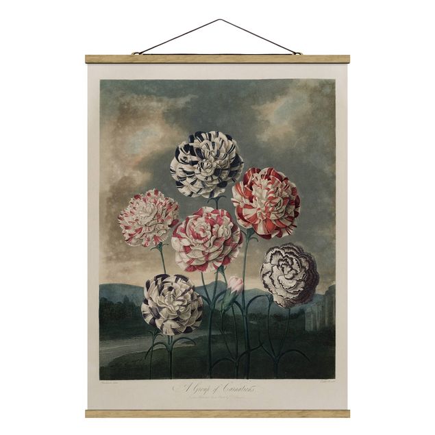Cuadros retro Botany Vintage Illustration Blue And Red Carnations