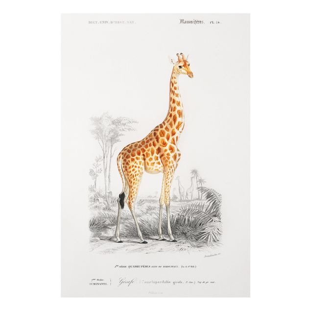 Cuadro jirafas Vintage Board Giraffe