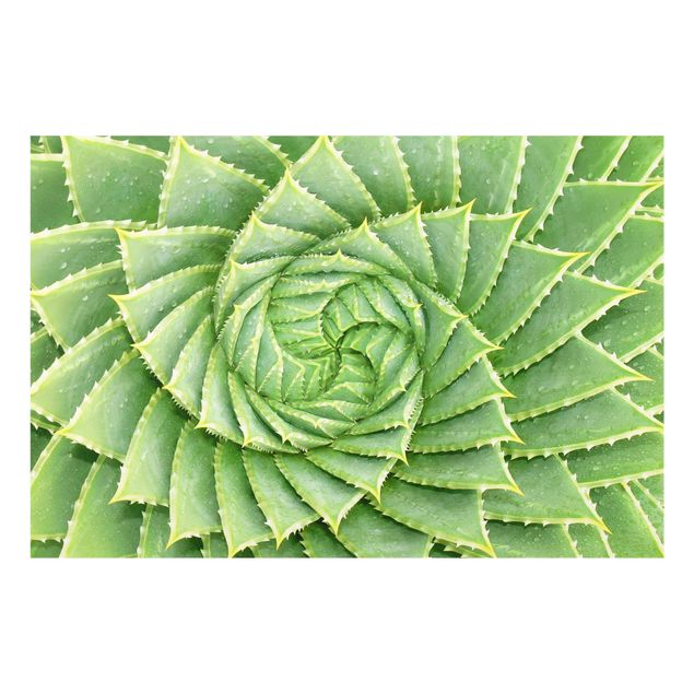 panel-antisalpicaduras-cocina Spiral Aloe