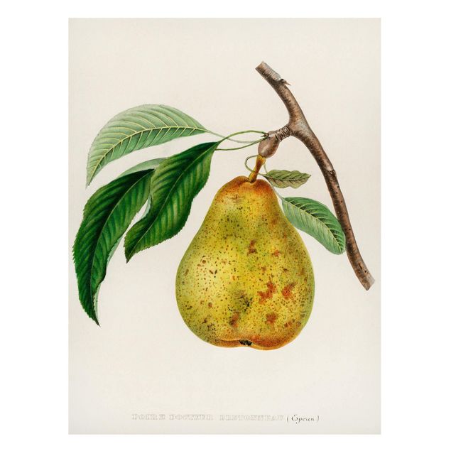 Cuadros de frutas modernos Botany Vintage Illustration Yellow Pear