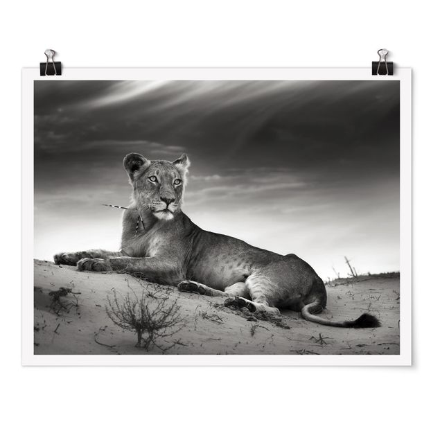 Láminas animales Resting Lion