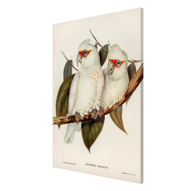 Cuadros de plantas Vintage Illustration White Cockatoo