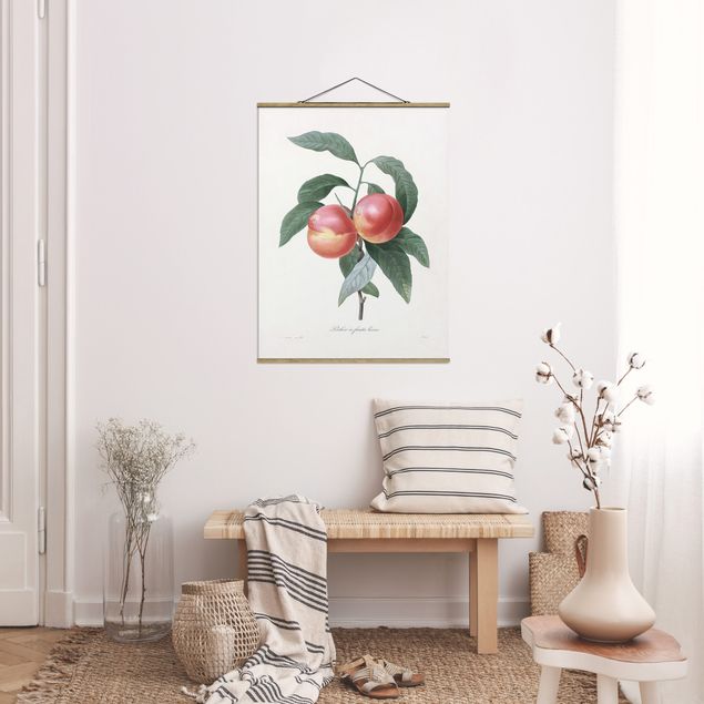 Cuadros frutas Botany Vintage Illustration Peach
