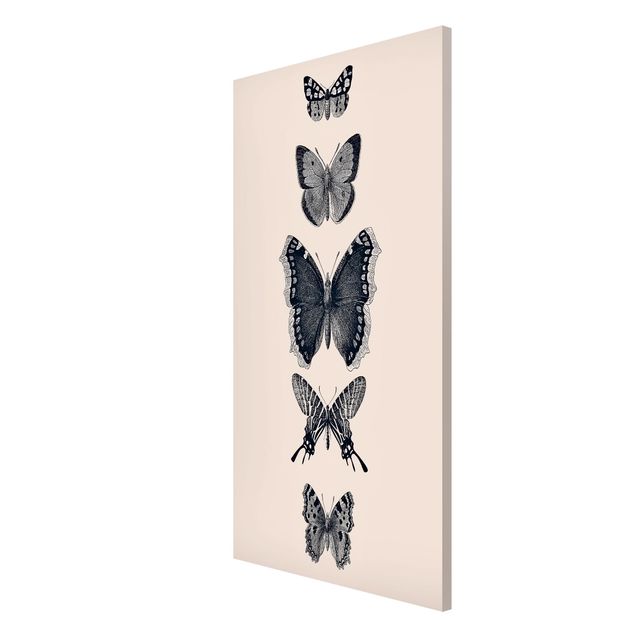 Tableros magnéticos animales Ink Butterflies On Beige Backdrop