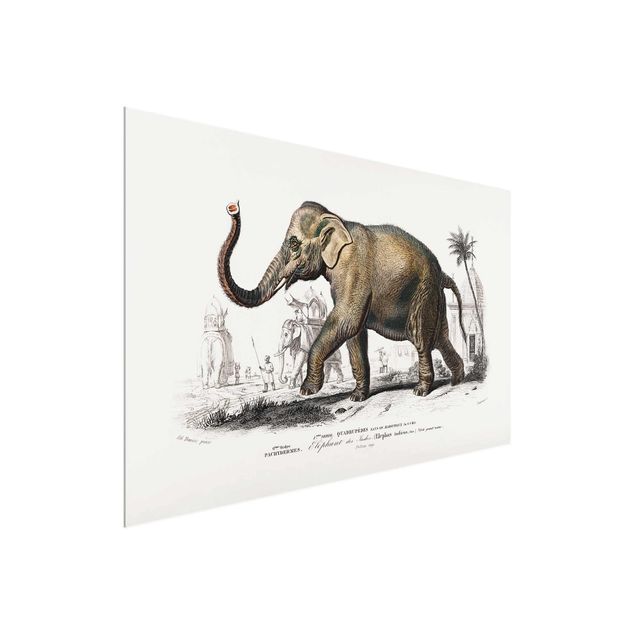 Cuadros de cristal paisajes Vintage Board Elephant