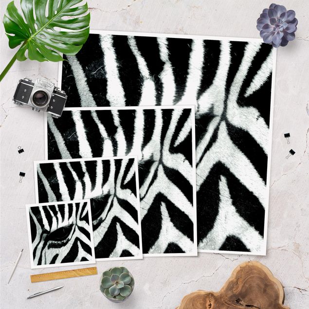 Cuadros decorativos Zebra Crossing