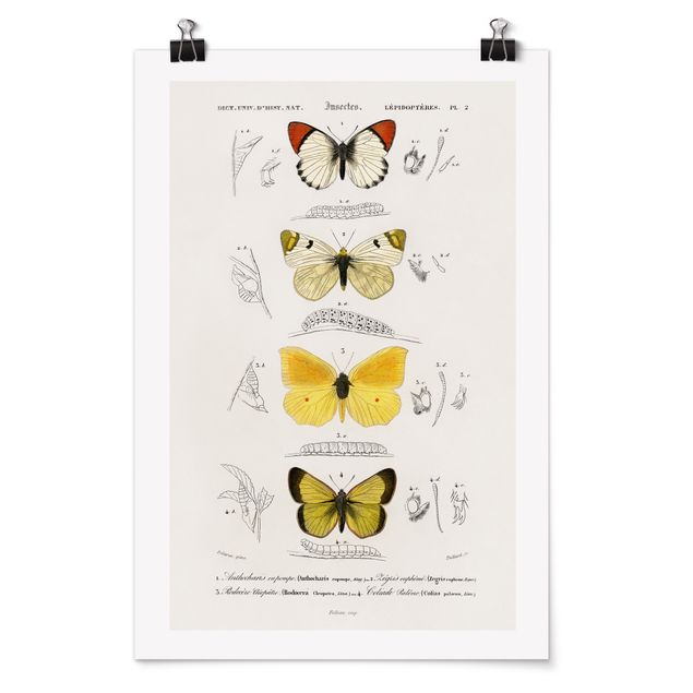 Póster animales Vintage Board Butterflies II