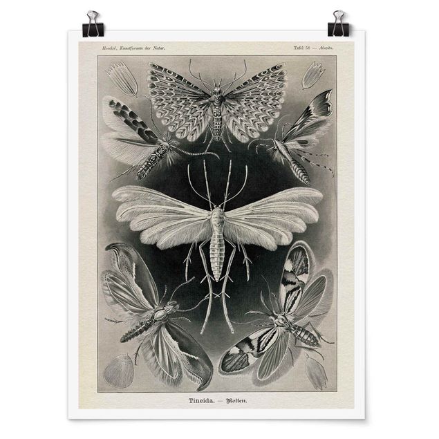 Pósters vintage Vintage Board Moths And Butterflies