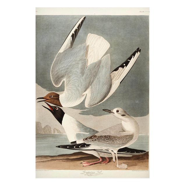 Cuadros paisajes Vintage Board Bonaparte Gull