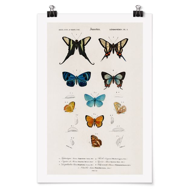 Póster de animales Vintage Board Butterflies I
