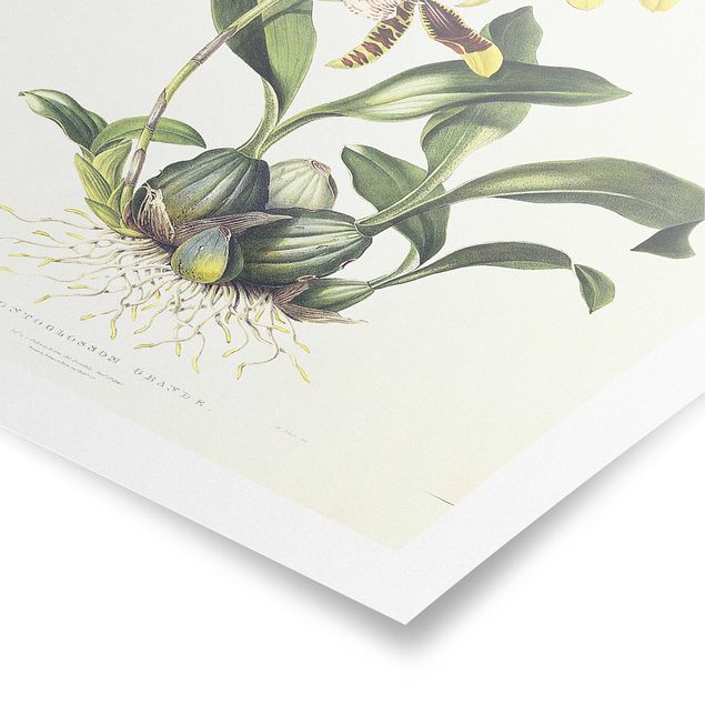 Láminas flores Maxim Gauci - Orchid II