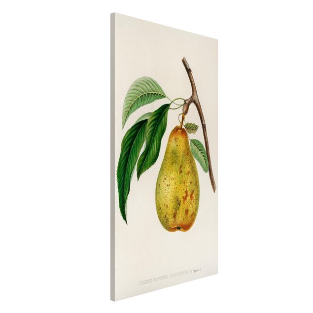 Decoración en la cocina Botany Vintage Illustration Yellow Pear