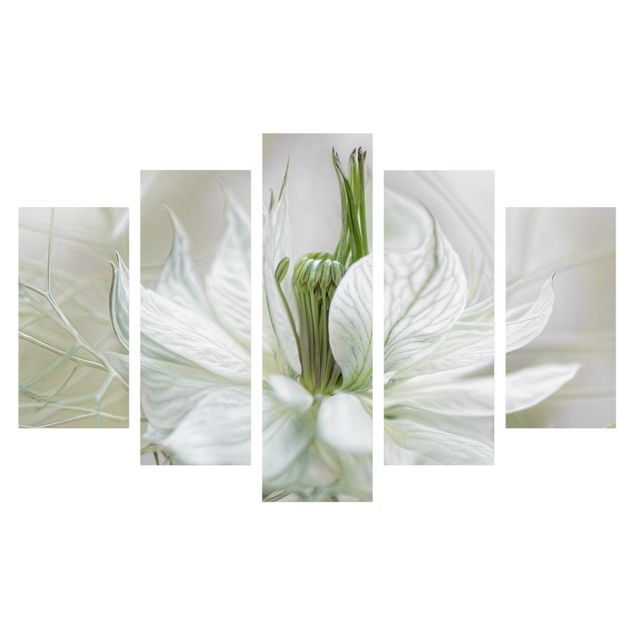 Cuadros de plantas White Nigella