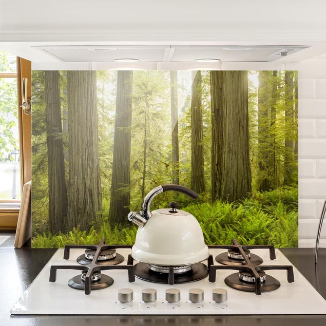Decoración de cocinas Redwood State Park Forest View