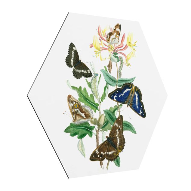 Cuadros de flores British Butterflies IV