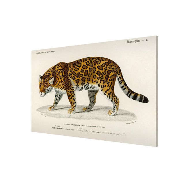 Tigres cuadro Vintage Board Jaguar