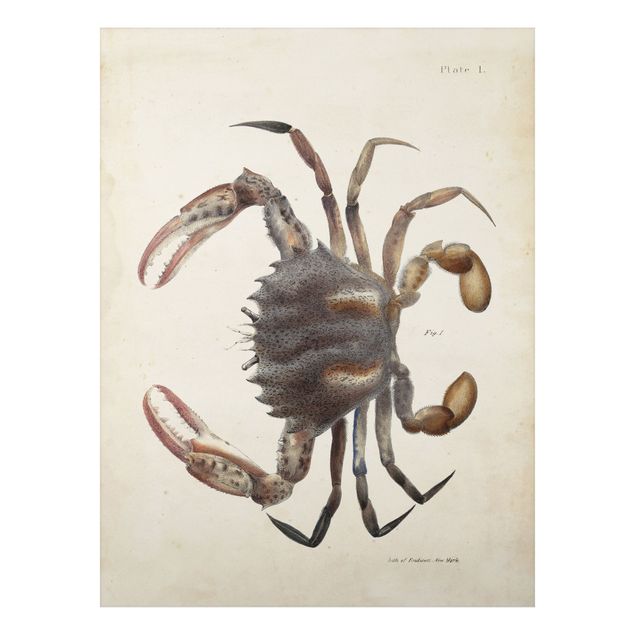 Cuadros retro Vintage Illustration Crab