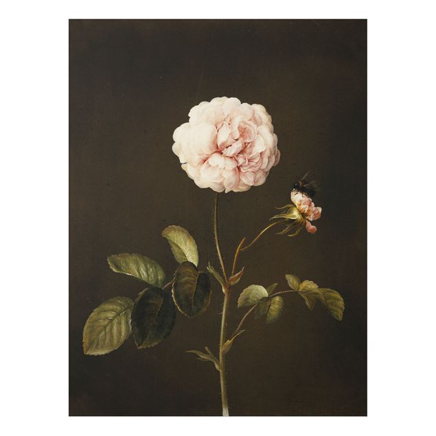 Láminas cuadros famosos Barbara Regina Dietzsch - French Rose With Bumblbee