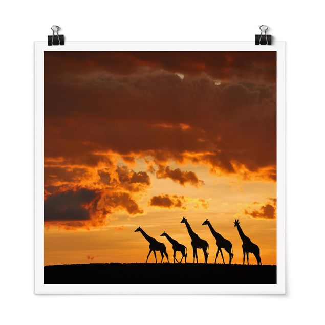 Póster de animales Five Giraffes