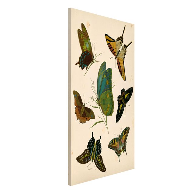 Decoración cocina Vintage Illustration Exotic Butterflies