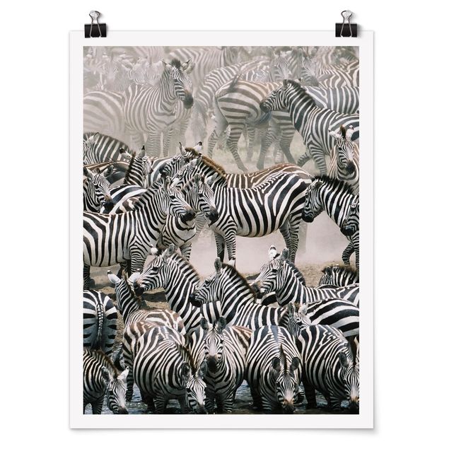 Póster de animales Zebra Herd