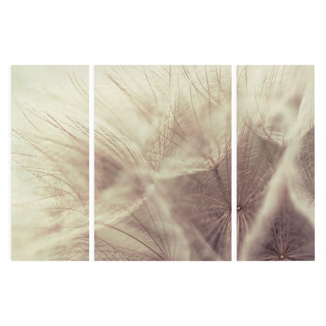 Cuadros plantas Detailed Dandelion Macro Shot With Vintage Blur Effect
