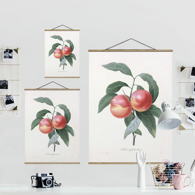 Cuadros decorativos Botany Vintage Illustration Peach